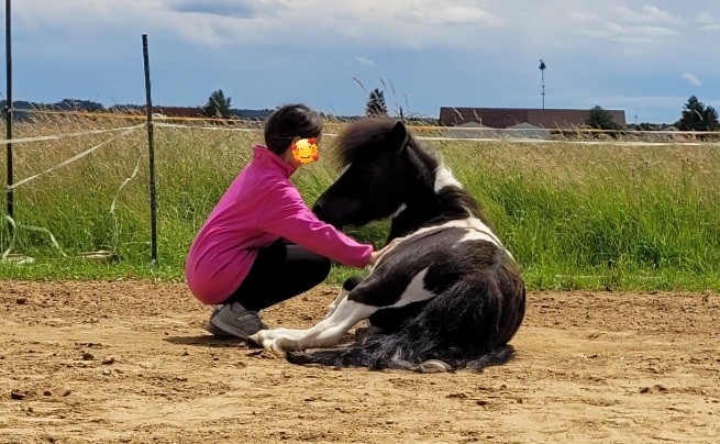 pony3.jpg
