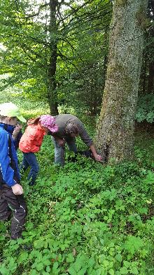 6a33b7c8ac8d6-wald2.jpg