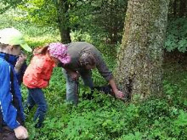6a33b7c8ac8d6-wald2.jpg