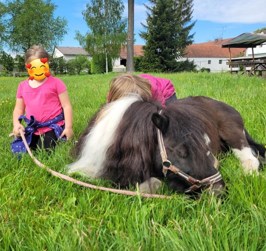 pony.jpg